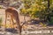 A male black-faced impala Aepyceros melampus petersi drinking at a water hole, Ongava Private Game Reserve  neighbour of Etosha