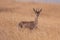 A male of black-faced impala (Aepyceros melampus petersi) in Namib desert at Namib-Naukluft National Park of Namibia