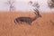 A male of black-faced impala (Aepyceros melampus petersi) in Namib desert at Namib-Naukluft National Park of Namibia