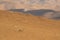 A male of black-faced impala (Aepyceros melampus petersi) in Namib desert at Namib-Naukluft National Park of Namibia