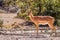 A male black-faced impala Aepyceros melampus petersi standing, Ongava Private Game Reserve  neighbour of Etosha, Namibia.