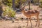 A male black-faced impala Aepyceros melampus petersi standing, Ongava Private Game Reserve  neighbour of Etosha, Namibia.