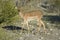 Male black-faced impala, facing camera, Etosha