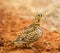 The male Black-faced Sandgrouse