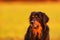 Male black and gold Hovie, dog hovawart colour portrait with yellow background