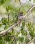 Male Black-headed Apalis Warbler fluttering