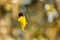 Male black-headed weaver bird, Ploceus melanocephalus, perched on a twig. Autumn toned background with space for text