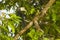 Male Black Hornbill in Fig Tree