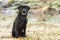 Male Black Labrador Retriever dog outside on collar and leash