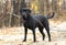 Male Black Labrador Retriever dog outside on collar and leash