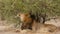 Male black maned lion licking and grooming under bush Kalahari desert, Africa