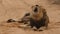 Male black-maned lion roars in Kgalagadi Transfrontier Park, Botswana, Africa