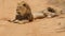 Male black maned male lions resting and looking, Kalahari desert, Botswana, Africa