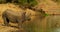 Male Black Rhino at water.