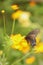 Male Black Swallowtail Butterfly with tattered wings