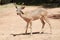 Male Black-tailed deer