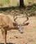 Male Black-tailed deer in closeup