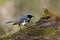 Male Black-throated Blue Warbler perched on a moss-covered stump