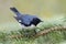 Male Black-throated Blue Warbler perched on a white spruce branch