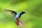 A male Black-throated Mango Anthracothorax nigricollis, in a defensive posture.