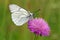 Male of Black-veined White butterfly, Aporia crataegi