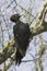 A male of black woodpecker / Dryocopus martius