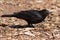 Male blackbird with a beak full of worms. Garden bird foraging f