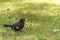 Male blackbird (close up blackbird) close up bird