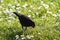 Male Blackbird feeding on grass