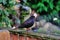 Male Blackbird on a fence.