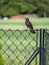 Male blackbird on a fence