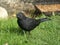 Male blackbird on a lawn