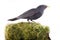 male Blackbird. Mossy wood bramble