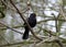 Male blackbird perched upright among spring buds