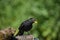 Male blackbird perching on a log