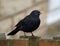 Male blackbird perching on wooden fence