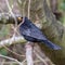 Male Blackbird at rest in twig