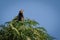 Male Blackbird singing