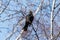 Male Blackbird singing from a tree