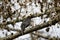 A male blackbird sits in the twigs of a larch and enjoys the spring sun