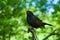 Male blackbird sitting on branch