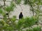 Male blackbird sitting and singing on the branch of a pine tree