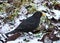 Male blackbird in the snow