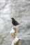 Male Blackbird with snow falling.