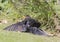 Male Blackbird sunbathing