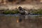 Male blackbird taking a bath in a pond