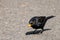 Male blackbird  turdus merula eating suet food pellets