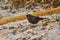 Male blackbird turdus merula looking for food in the snow.