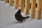 Male blackbird turdus merula looking for food in the snow.