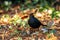 Male Blackbird (Turdus merula) Outdoors